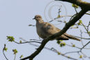 Collared Dove